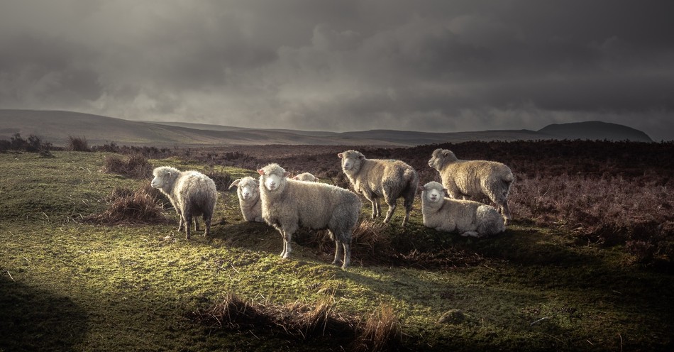 Sheep and Dove versus Pig and Raven