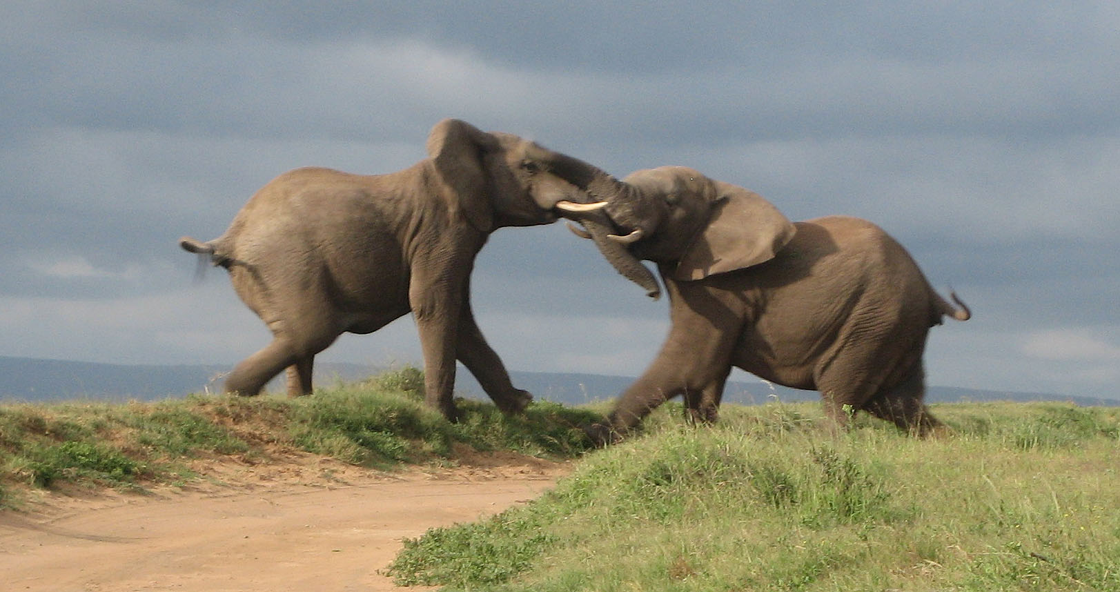 When Two Elephants Fight