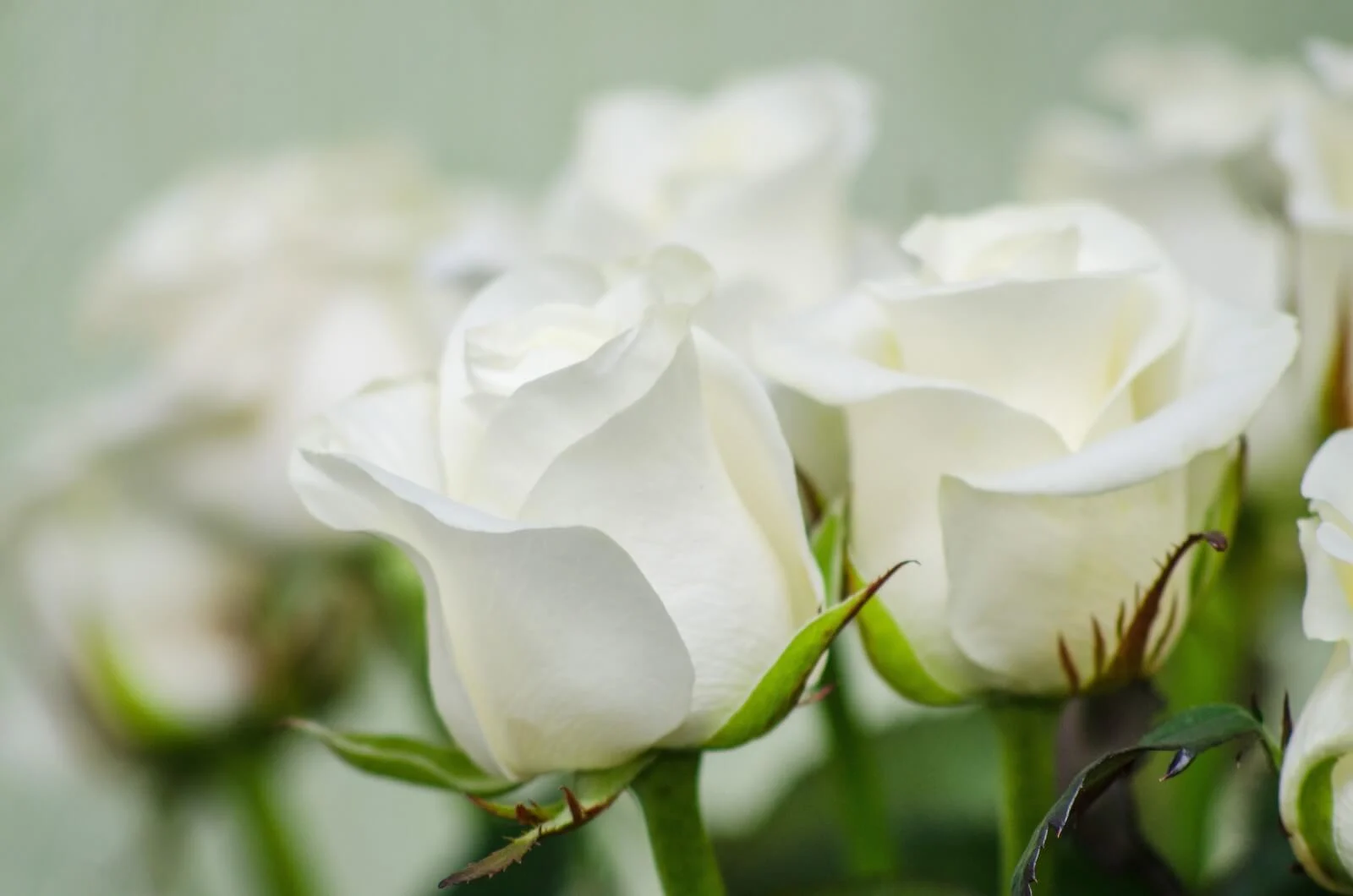 Thistle and Nettle or White Rose?